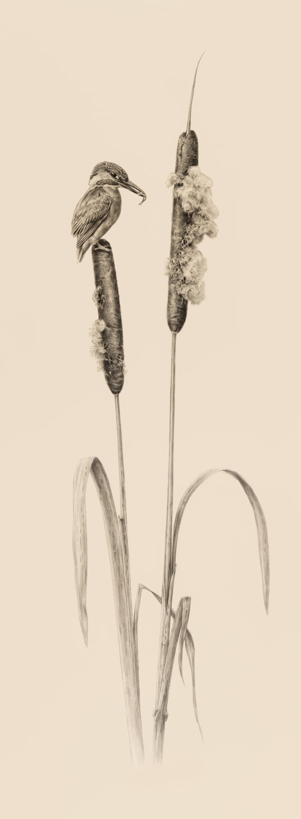 Jonathan Pointer, Kingfisher and Reed Mace