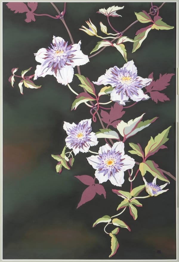 Penny Brown, Clematis Florida 'Sieboldii'