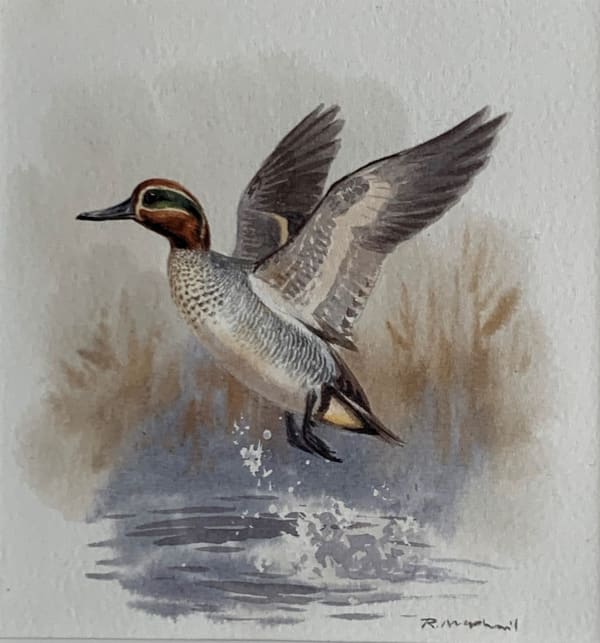 Rodger McPhail, Duck in Flight