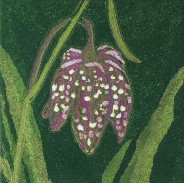 Robin Moorcroft, Fritillaria 2