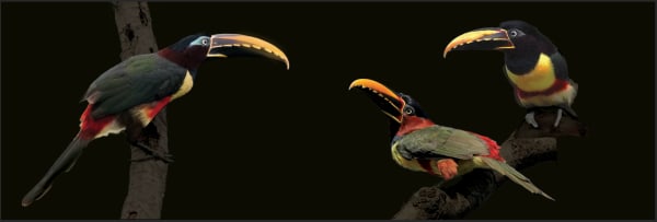 Finn Campbell-Notman, Chestnut Eared Aracaria , 2025