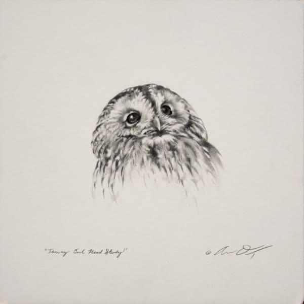 Andrew Denman, Tawny Owl Head Study
