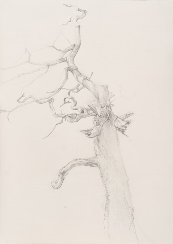 Toby Wiggins, Stag Oak