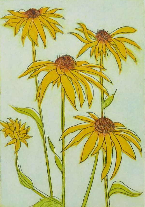 Robin Moorcroft, Rudbekia