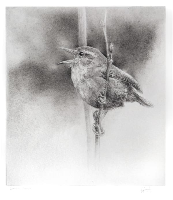 Angela French, Wren Song