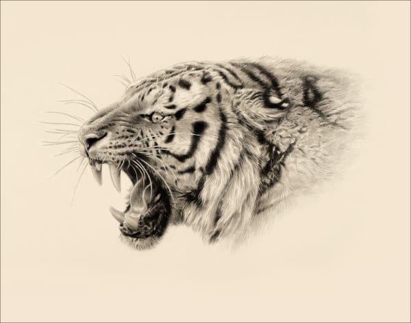 Jonathan Pointer, Snarling Tiger