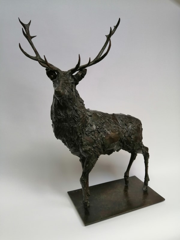 Adam Roud, Stag