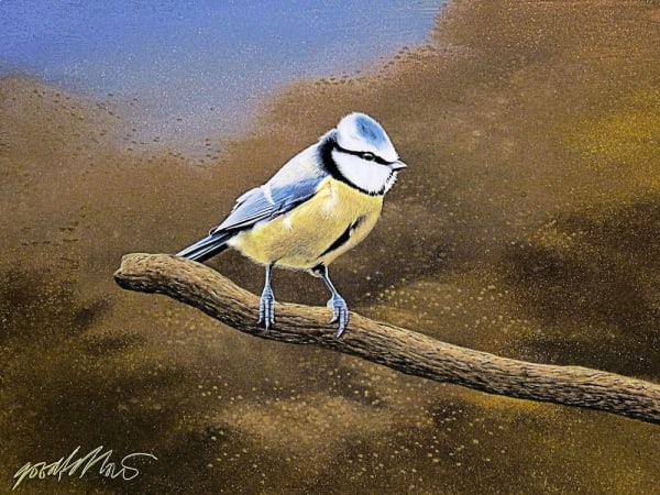 Peter Goodfellow - Blue Tit