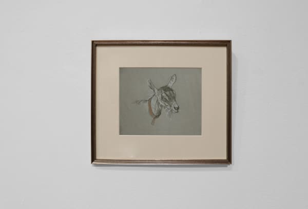 Study of Goat on paper