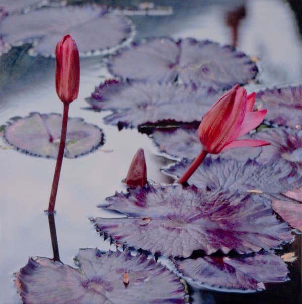 Mixed media artwork of waterlilies and flowers