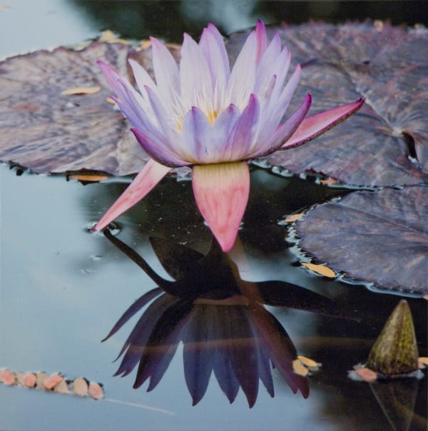 Purple Lotus Blossom in water with leaves
