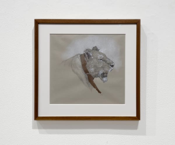 Graphite, pen, and ink drawing of a lion with a tracking collar