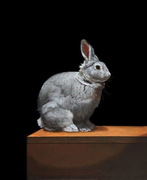 Patricia Traub, STANDARD CHINCHILLA RABBIT, 2020