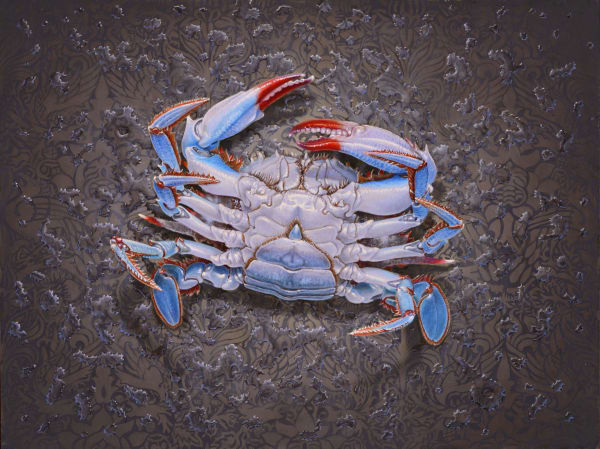 Painting of a blue crab view of underside on wet table