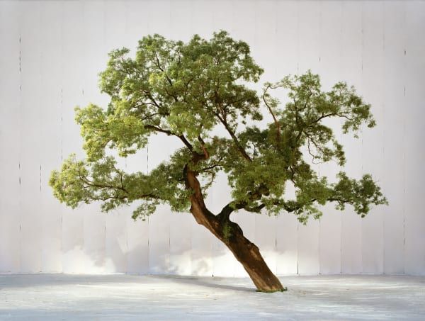 LEE MYOUNGHO, Heritage #7_1, 2024