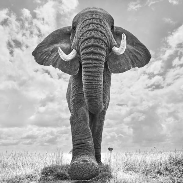 Tom D. Jones, Trampling