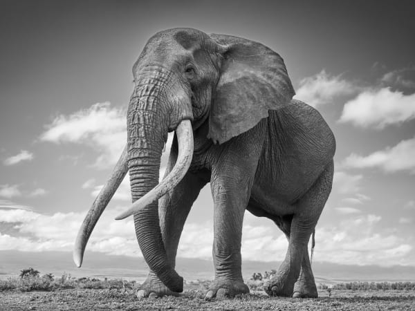 Tom D. Jones, Ivory Burden