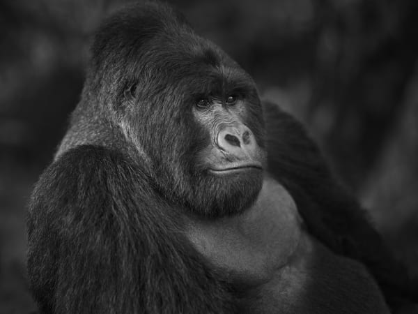 Tom D. Jones, Laid-back