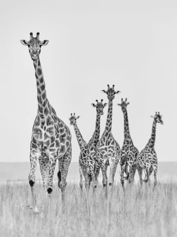 Tom D. Jones, Giraffe ballet M