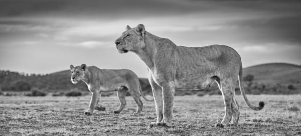 Tom D. Jones, Dawning Action