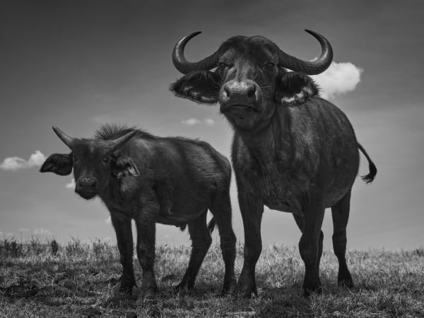 Tom D. Jones, Buffalo Stance