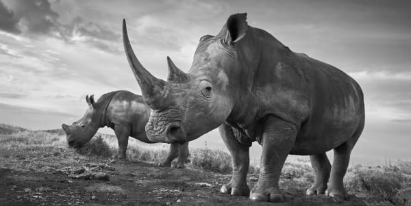 Tom D. Jones, Suspicious