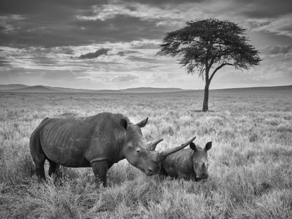 Tom D. Jones, Genesis