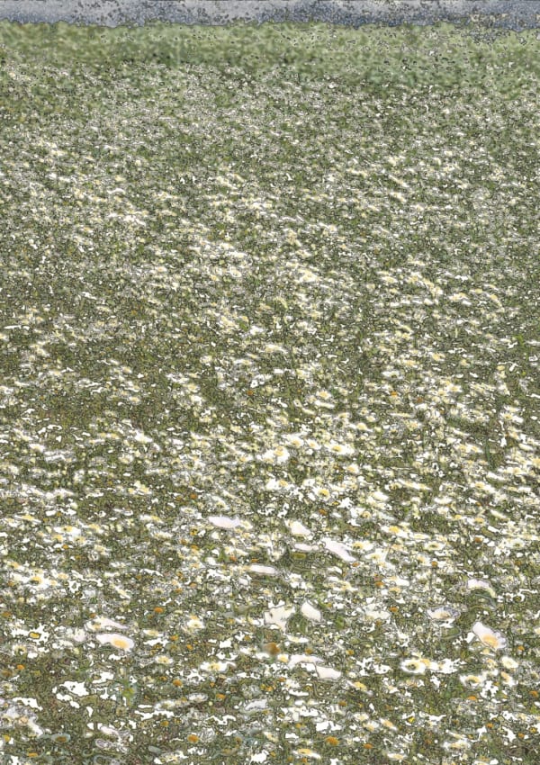 Aziz + Cucher, Scenapse (Field 10), 2007