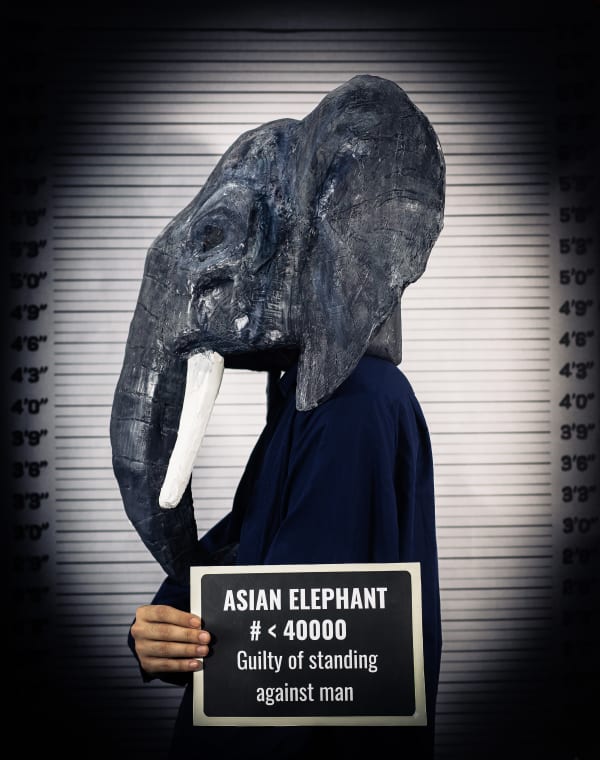 Sabina Jafar, Asian elephant, Wild Suspects series, 2025