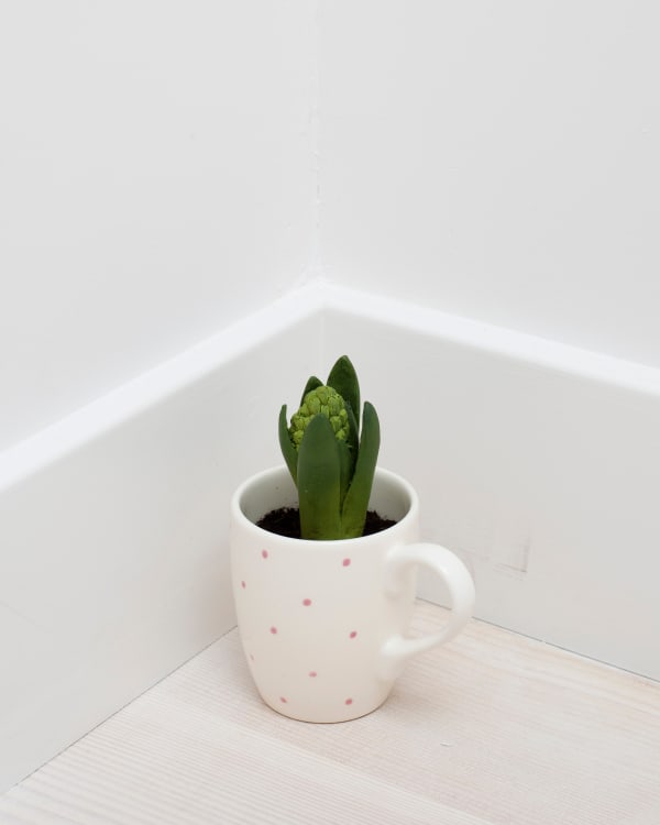 Shan Hur, Hyacinth in the Cup, 2012