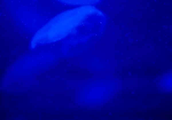 Walter & Zoniel, Toki-1-Ec/n (The Spirits of Elation), 2014