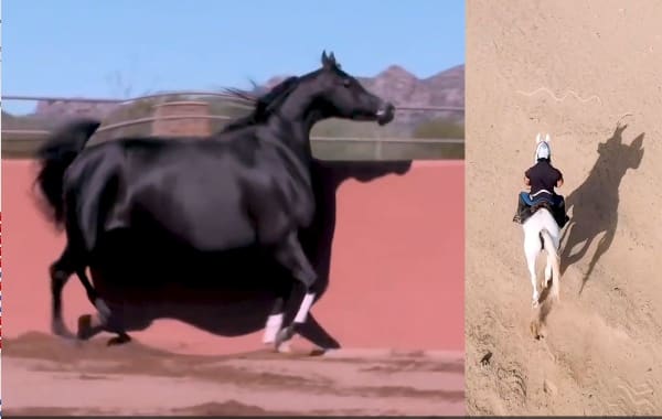 Ahaad Alamoudi, The Arabian Stallion , 1905