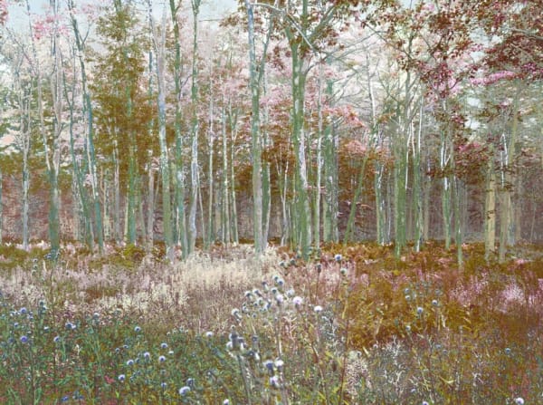 Aziz + Cucher, Scenapse #9 (Birch Grove), 2011