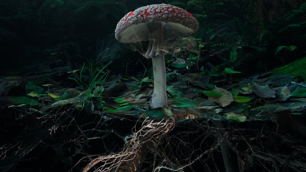 Marshmallow Laser Feast, Poetics of Soil: Fly Agaric I, 2024