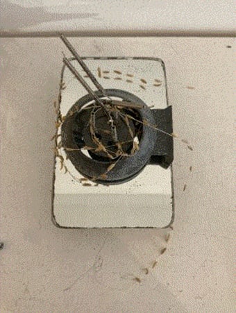 Natalya Marconini Falconer, To swindle time (Infinocchiare), 2024