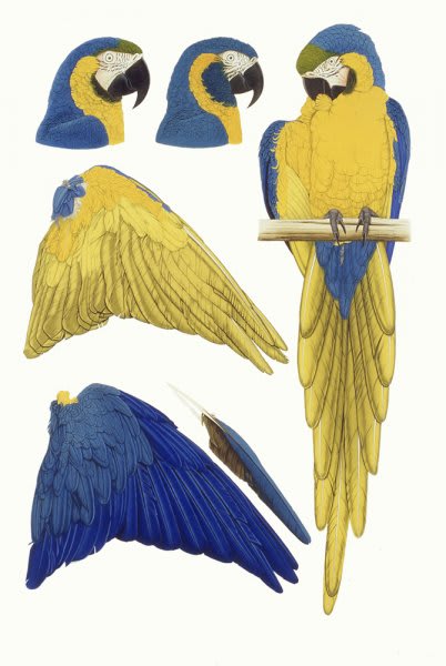 Elizabeth Butterworth, Blue & Gold Macaw and Blue-Throated Macaw, 1993