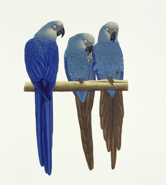 Elizabeth Butterworth, Spix's Macaw, 1993