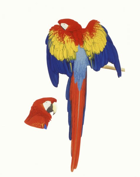 Elizabeth Butterworth, Scarlet Macaw, 1993