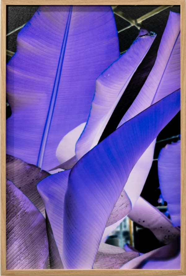 Tropical Colony, leaves