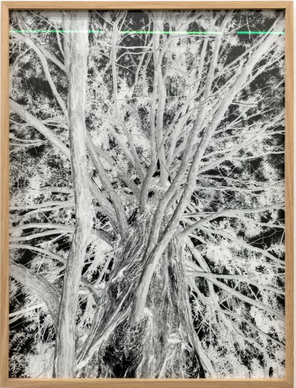 Dawn redwood in San Jose