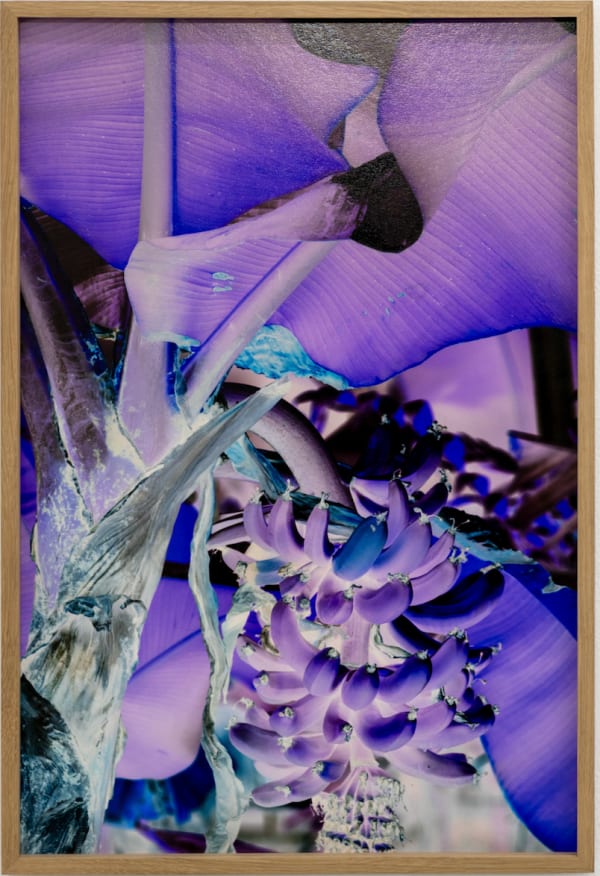 Tropical Colony, bananas,