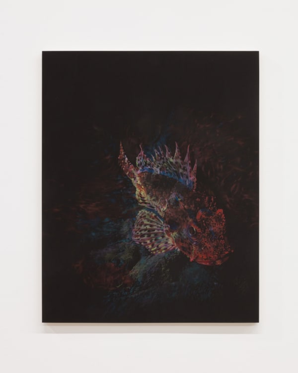 Becca Mann, California Scorpionfish, 2020