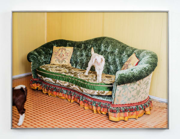 Farah Al Qasimi, Goat Farm Majlis, 2021