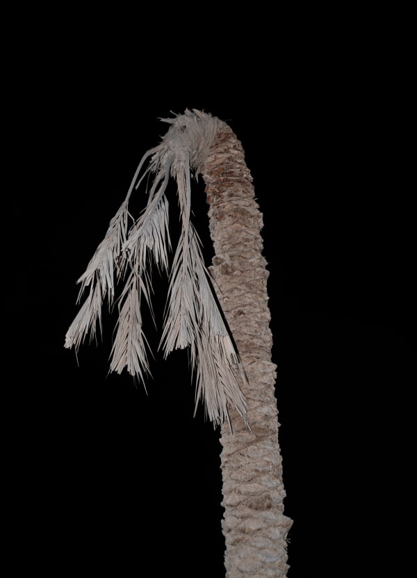 Farah Al Qasimi, Bahia Palm, 2019