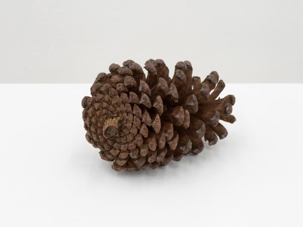 Hannah Rawe, Pining Cone, 2023