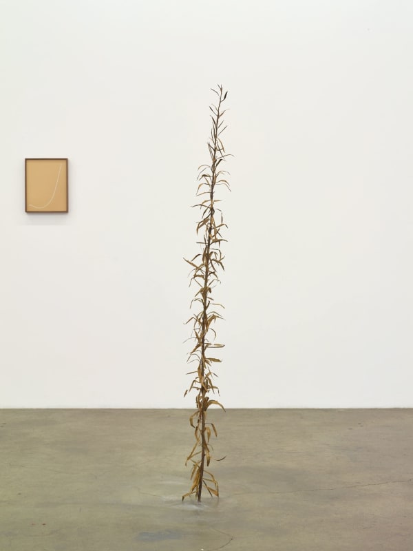 Kelly Akashi, Tall Weed, 2016