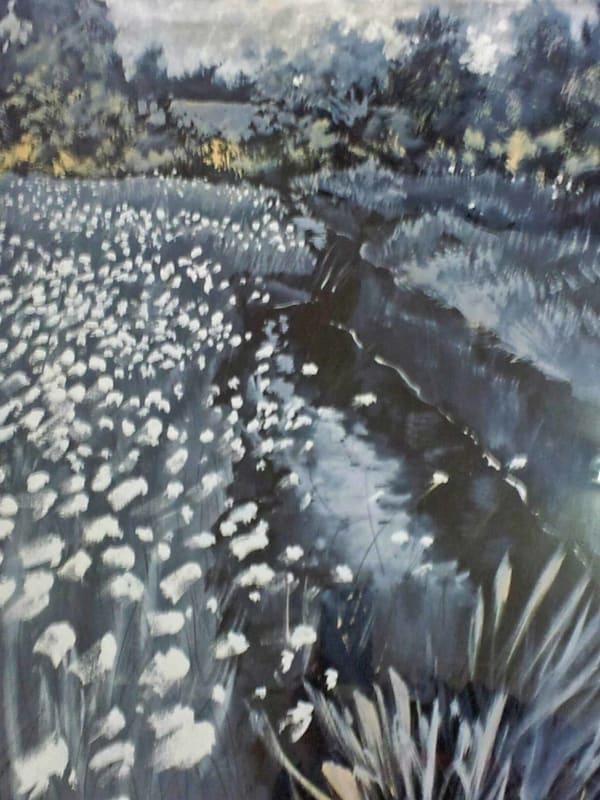 PATRIC STEVENSON, Bog Cotton, County Fermanagh (Near Florence Court), 1961
