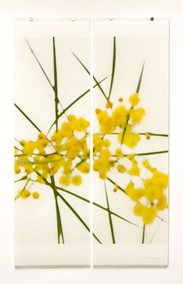 long grass and acaia diptych on kozo paper by Jeri Eisenberg