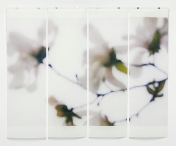 Jeri Eisenberg, Star Magnolia No. 2