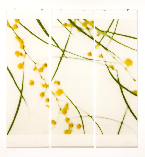 green and yellow acacia reeds photo